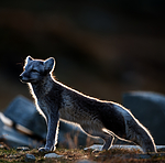 BB 13 0139 / Vulpes lagopus / Fjellrev